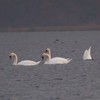 Swans Pangarati lake 2011