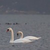 Swans Pangarati lake 2011