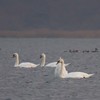 Swans Pangarati lake 2011