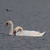 Swans Pangarati lake 2011