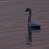 Swans Pangarati lake 2011