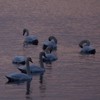 Swans Pangarati lake 2011