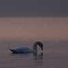 Swans Pangarati lake 2011