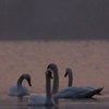 Swans Pangarati lake 2011