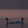 Swans Pangarati lake 2011