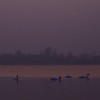 Swans Pangarati lake 2011