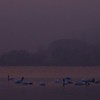 Swans Pangarati lake 2011