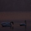 Swans Pangarati lake 2011