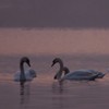 Swans Pangarati lake 2011