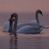 Swans Pangarati lake 2011