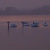 Swans Pangarati lake 2011