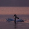 Swans Pangarati lake 2011