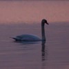 Swans Pangarati lake 2011