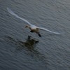 The Swans from Piatra Neamt