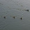 The Swans from Piatra Neamt