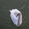 The Swans from Piatra Neamt