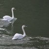 The Swans from Piatra Neamt