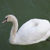 The Swans from Piatra Neamt