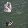 The Swans from Piatra Neamt