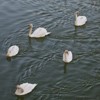 The Swans from Piatra Neamt