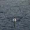 The Swans from Piatra Neamt