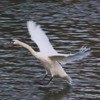 The Swans from Piatra Neamt