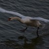 The Swans from Piatra Neamt