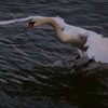 The Swans from Piatra Neamt