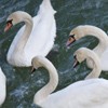 The Swans from Piatra Neamt