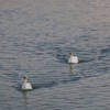 The Swans from Piatra Neamt