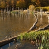 Autumn at Cuejdel Lake 2012