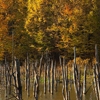 Autumn at Cuejdel Lake 2012