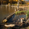 Autumn at Cuejdel Lake 2012