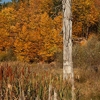 Autumn at Cuejdel Lake 2012