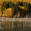 Autumn at Cuejdel Lake 2012