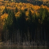 Autumn at Cuejdel Lake 2012