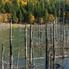 Autumn at Cuejdel Lake 2012