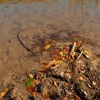 Autumn at Cuejdel Lake 2012