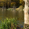 Autumn at Cuejdel Lake 2012