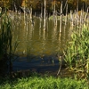 Autumn at Cuejdel Lake 2012