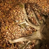 Autumn in the Oak reservation Dumbrava 2012