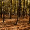 Autumn in the Oak reservation Dumbrava 2012