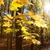 Autumn in the Oak reservation Dumbrava 2012