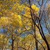 Autumn in the Oak reservation Dumbrava 2012