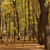 Autumn in the Oak reservation Dumbrava 2012