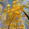 Autumn in the Oak reservation Dumbrava 2012