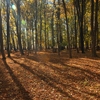 Autumn in the Oak reservation Dumbrava 2012