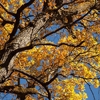Autumn in the Oak reservation Dumbrava 2012