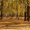 Autumn in the Oak reservation Dumbrava 2012