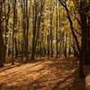 Autumn in the Oak reservation Dumbrava 2012